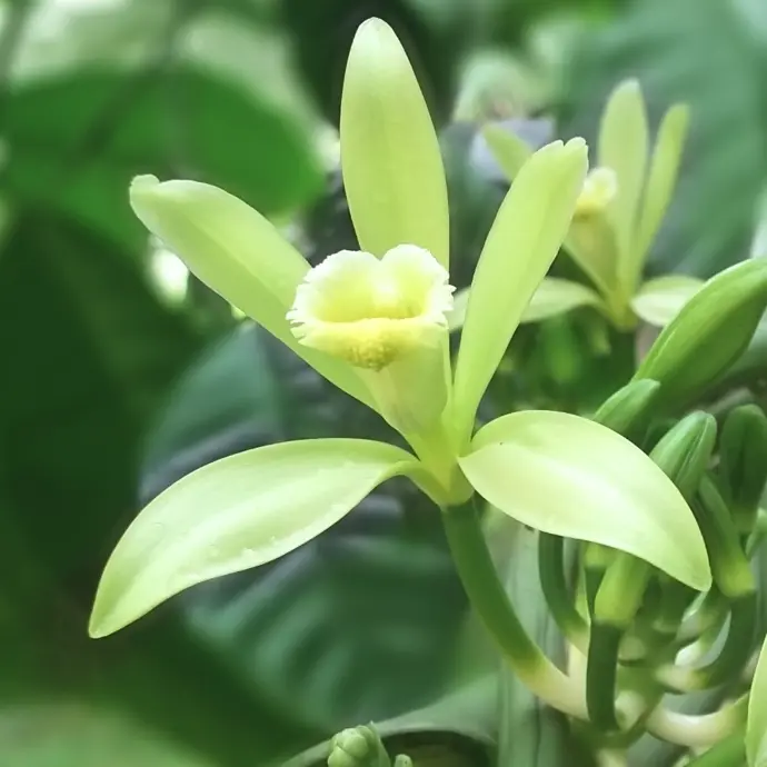 Visite plantation vanille bio Tahaa et dégustation de rhum artisanal Raiatea Explorer