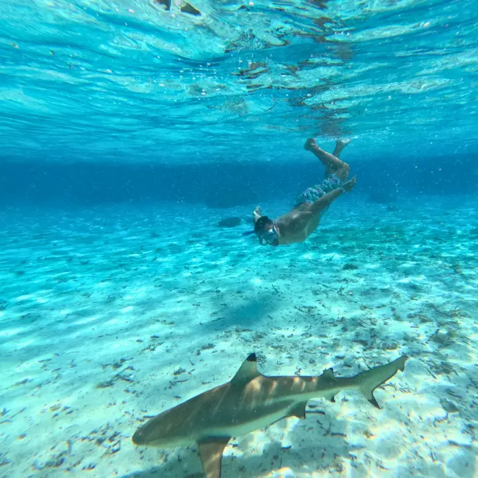 Snorkeling guidé dans le jardin de corail de Tahaa et observation des requins de lagon