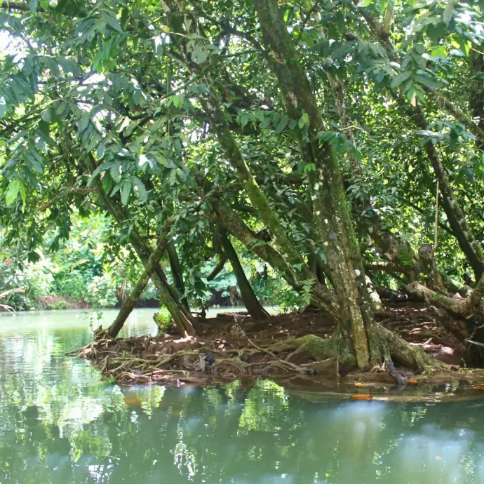 Paysages luxuriants et flore tropicale de l'île sacrée de Raiatea
