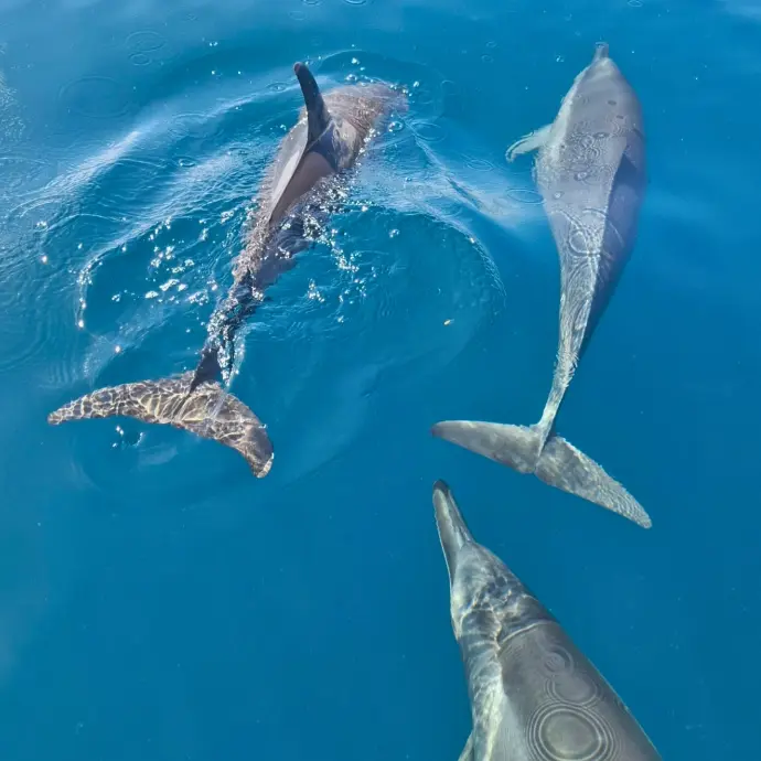Observation Sauvage des dauphins 