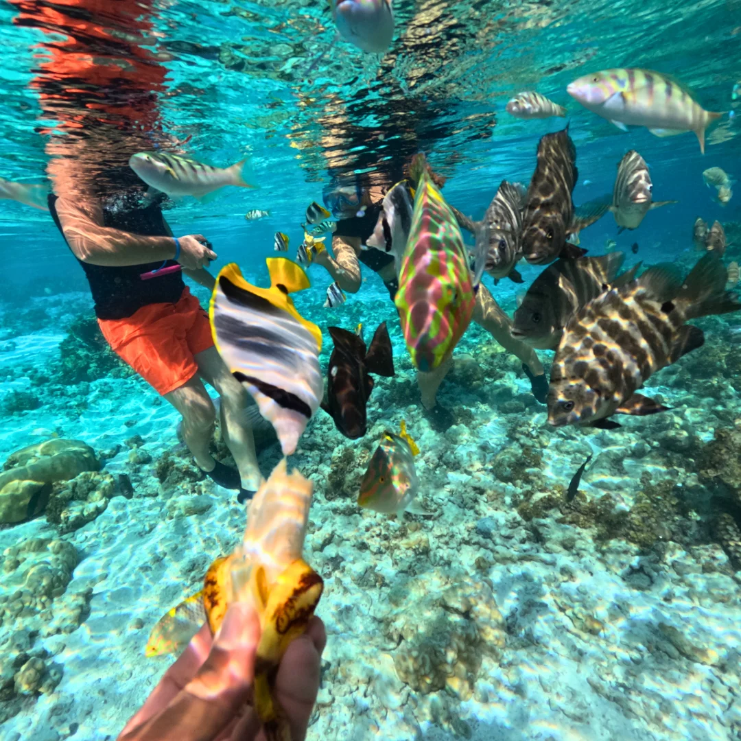 Snorkeling jardin de corail Tahaa poissons tropicaux