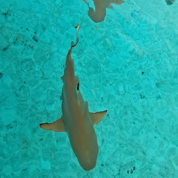 Requin à pointes noires vu du bateau Raiatea Explorer