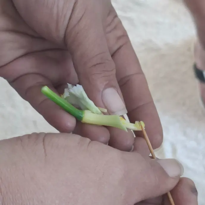 Apprenez tout sur la pollinisation manuelle, la récolte et le séchage de la célèbre vanille de Tahaa