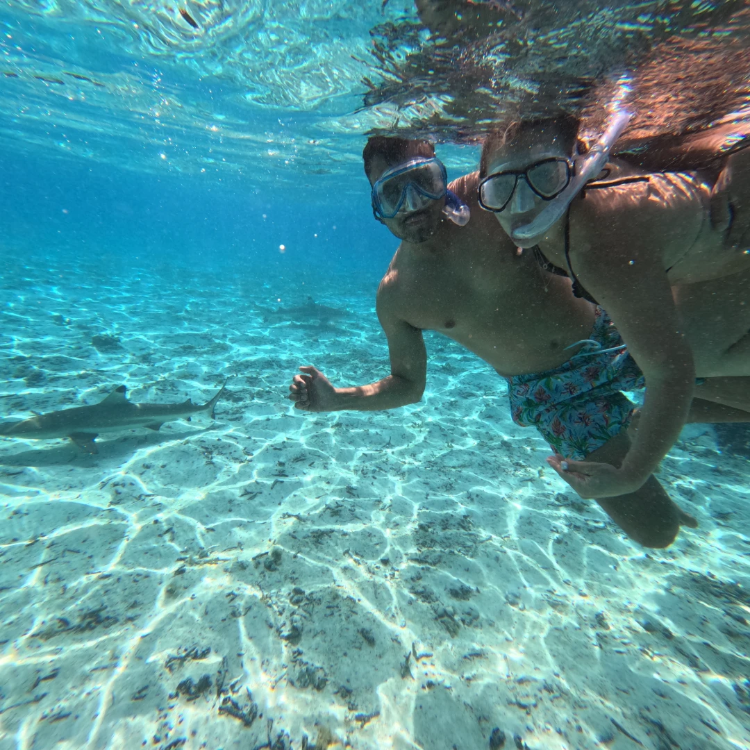 Observation des requins à pointes noires dans les eaux cristallines de Polynésie. Observation des requins à pointes noires dans les eaux cristallines de Polynésie.