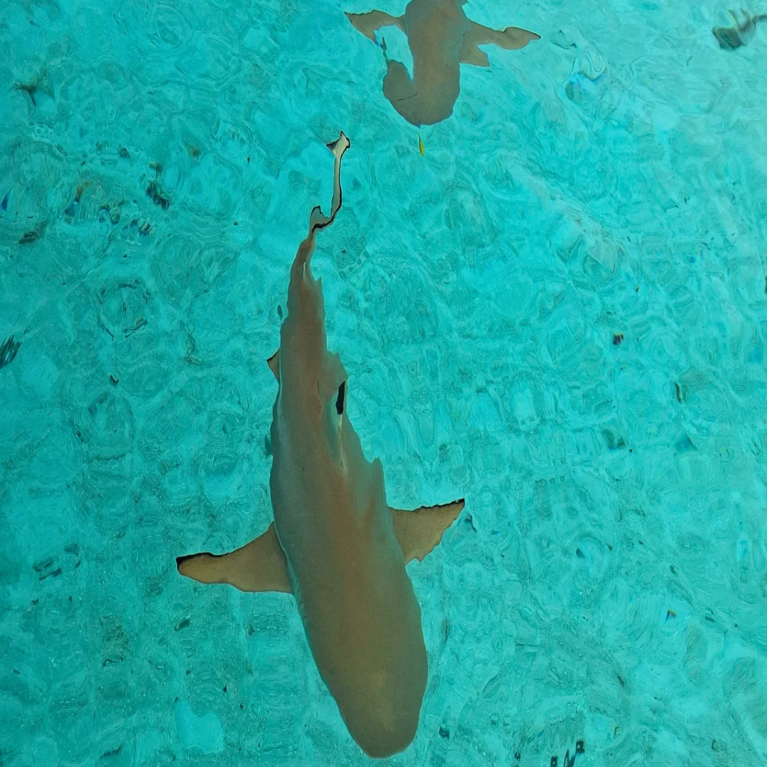Requins à pointes noires lagon Tahaa observation