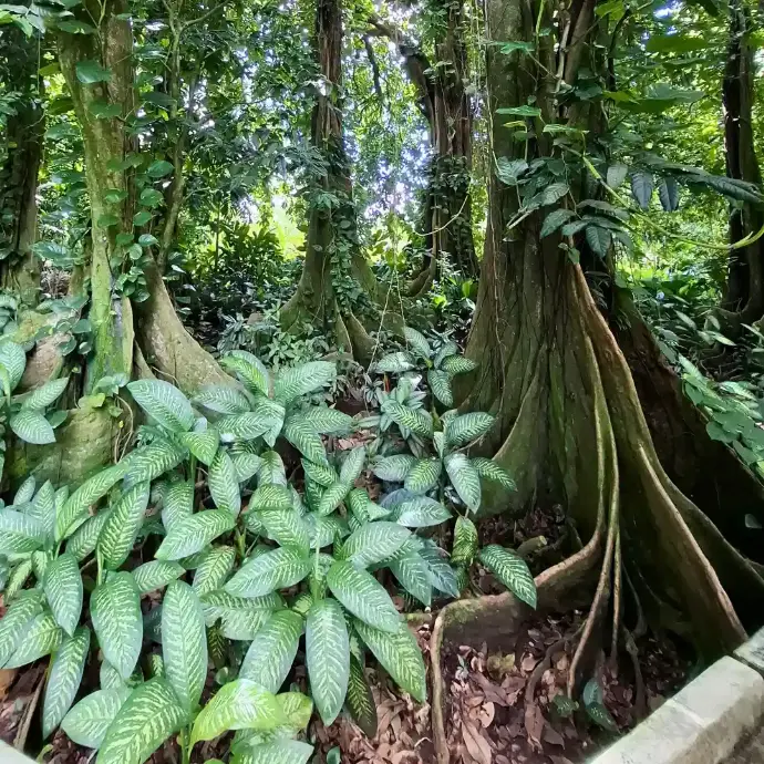 jardin-botanique-raiatea-faaroa