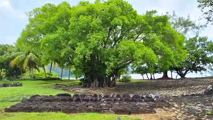 Le "ora" l'arbre de vie