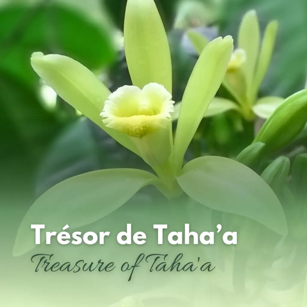 Excursion Les Trésors de Tahaa (Journée complète)