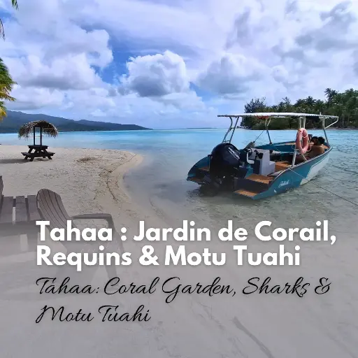 Tahaa: Coral Garden, Sharks & Motu Tuahi