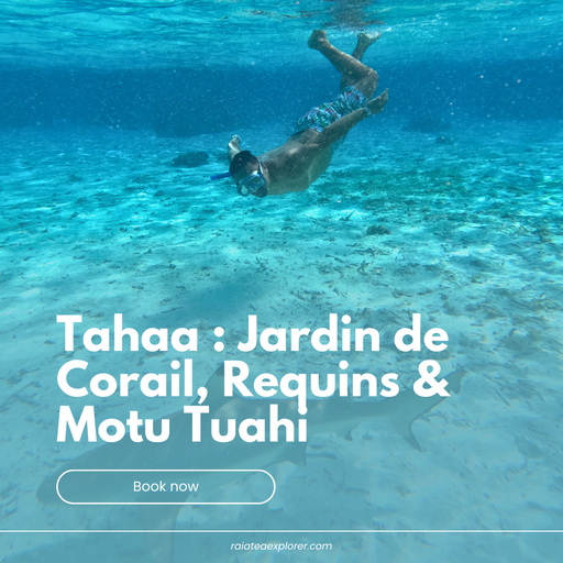 Tahaa: Coral Garden, Sharks & Motu Tuahi